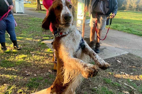 House sit in Warnervale, NSW, Australia