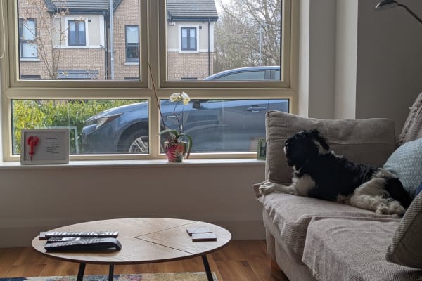 House sit in Dublin, Ireland