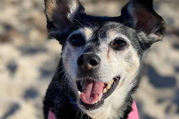 House sit in Santa Barbara, CA, US