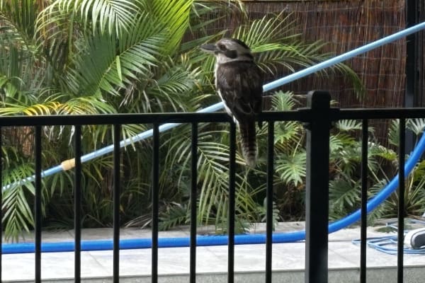 House sit in Rosebank, NSW, Australia