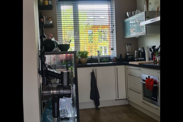 House sit in Utrecht, Netherlands