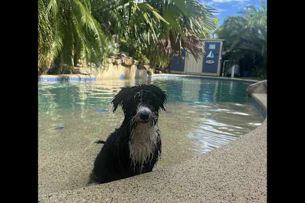House sit in Palmerston, Northern Territory, Australia