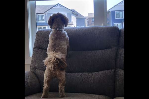 House sit in Edmonton, AB, Canada