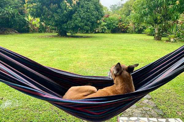 House sit in Anton Valley, Panama
