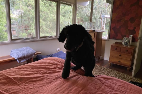 House sit in Melbourne, VIC, Australia