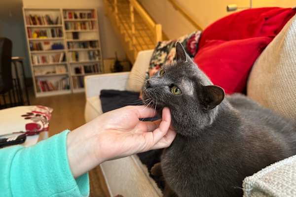 House sit in Montreuil, France