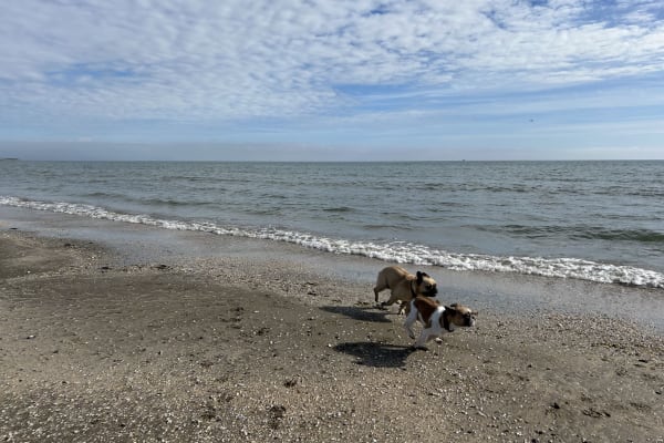 House sit in Drogheda, Ireland