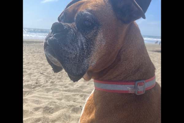 House sit in San Francisco, CA, US