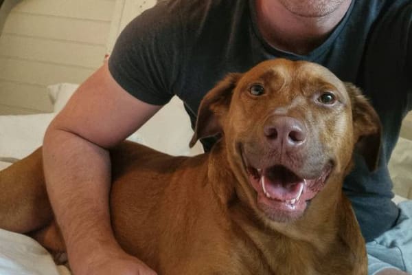 House sit in Sydney, NSW, Australia