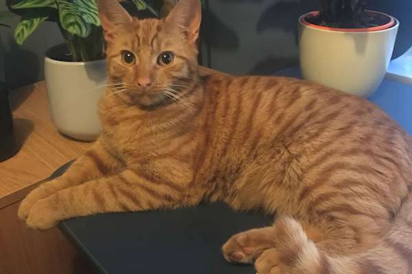 House sit in Huddersfield, United Kingdom