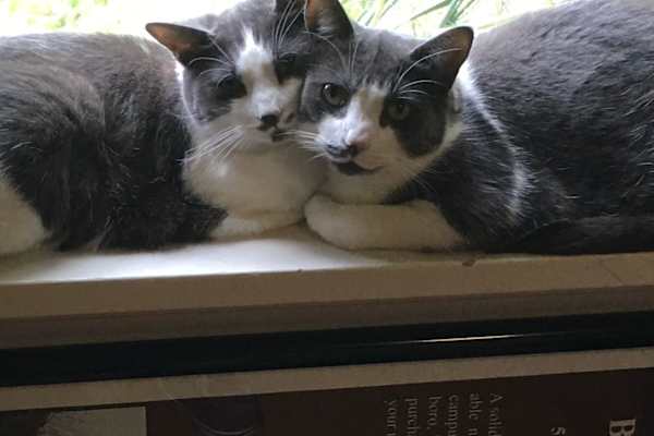 House sit in Portland, OR, US