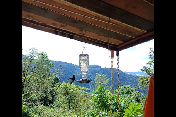 House sit in San Isidro, Costa Rica
