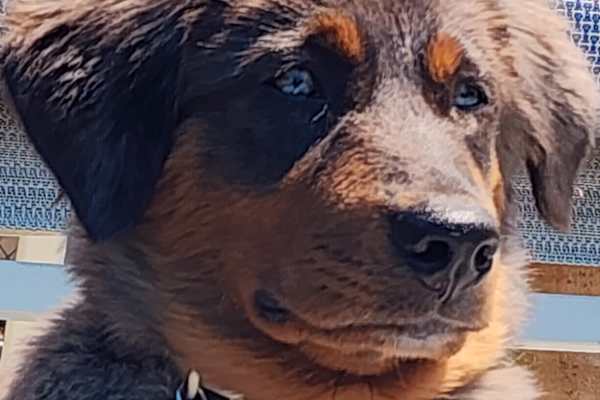 House sit in Columbia, SC, US