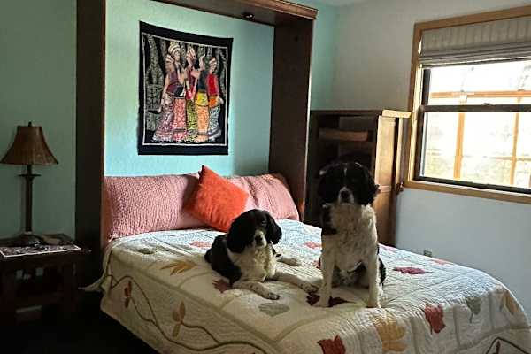 House sit in Avon, CO, US