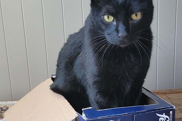 House sit in Peterborough, United Kingdom