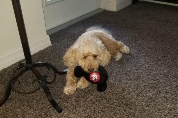 House sit in San Diego, CA, US