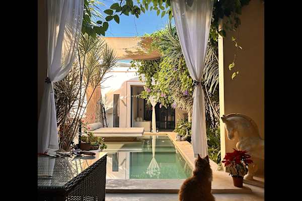 House sit in Mérida, Mexico