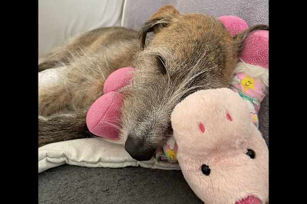 House sit in Beckenham, United Kingdom