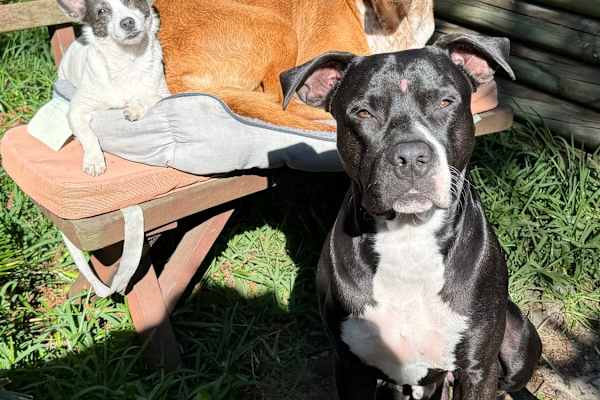 House sit in Sydney, NSW, Australia