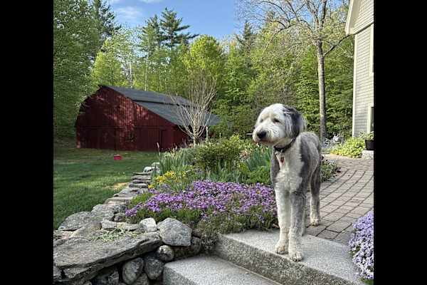 House sit in Nashua, NH, US