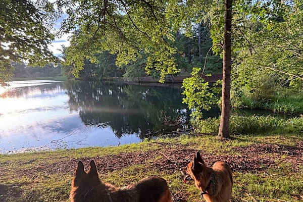 House sit in Asheville, NC, US