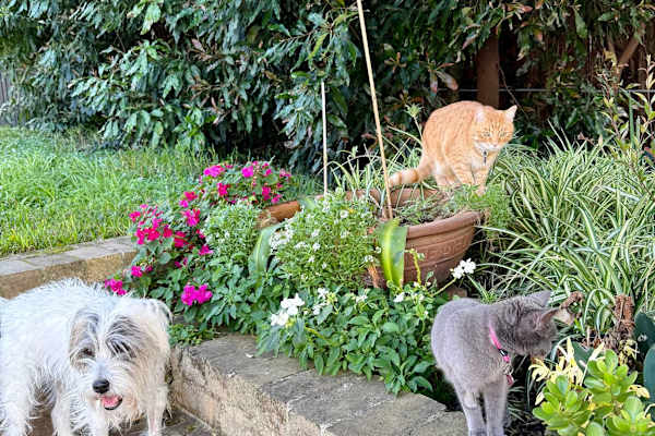 House sit in Sydney, NSW, Australia