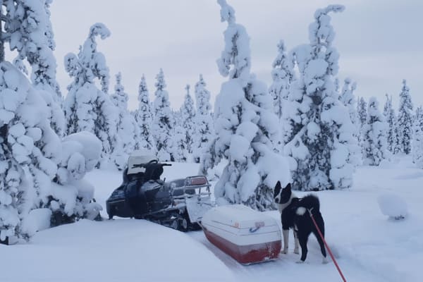 House sit in Kärendöjärvi, Sweden
