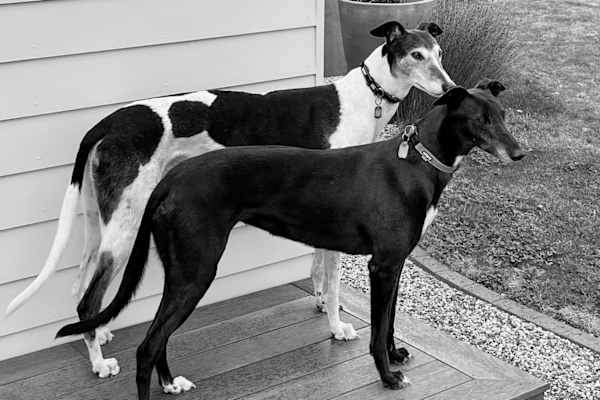 House sit in Carterton, New Zealand