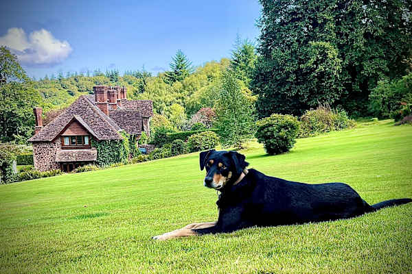 House sit in Dunster, United Kingdom