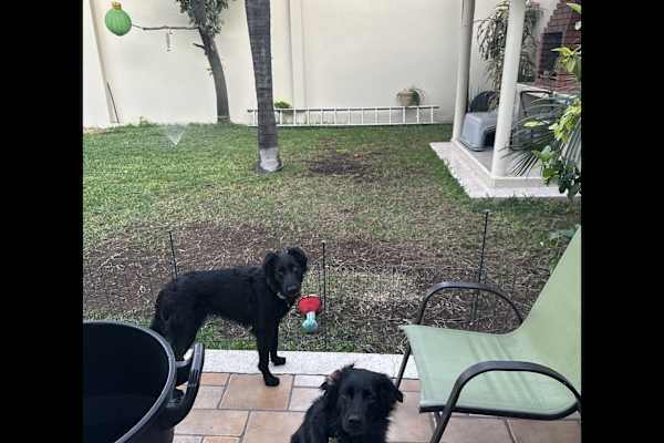 House sit in Guadalupe, Mexico