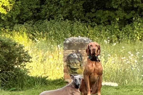 House sit in Oxford, United Kingdom