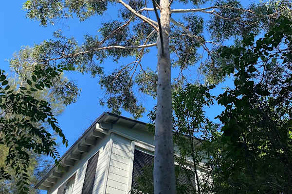 House sit in Brisbane, QLD, Australia