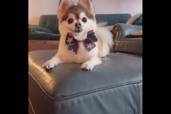 House sit in Alexandria, VA, US