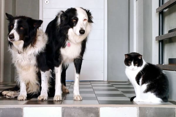 House sit in Franschhoek, South Africa