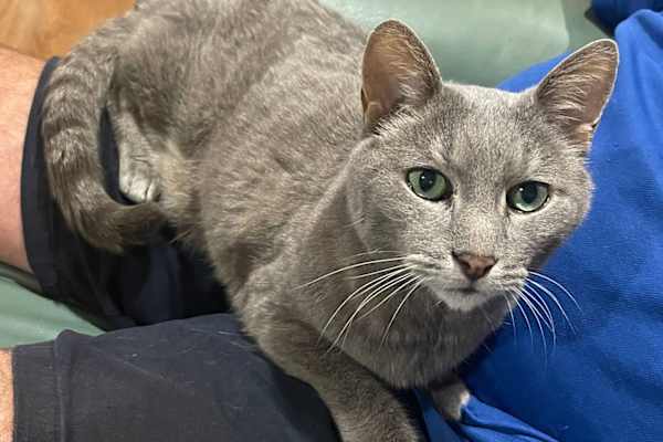 House sit in Perth, WA, Australia