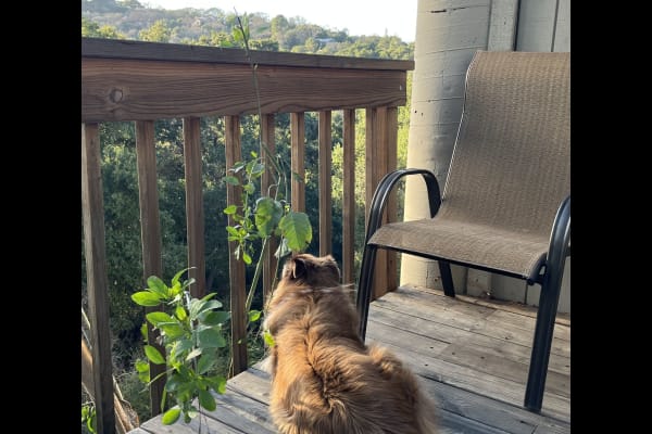 House sit in Redwood City, CA, US