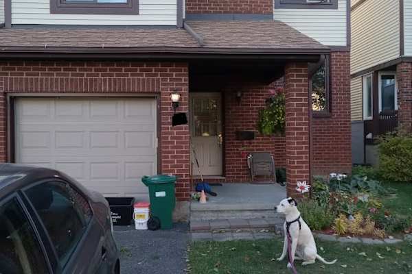 House sit in Ottawa, ON, Canada