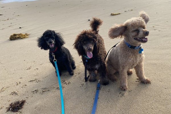 House sit in Caloundra, QLD, Australia