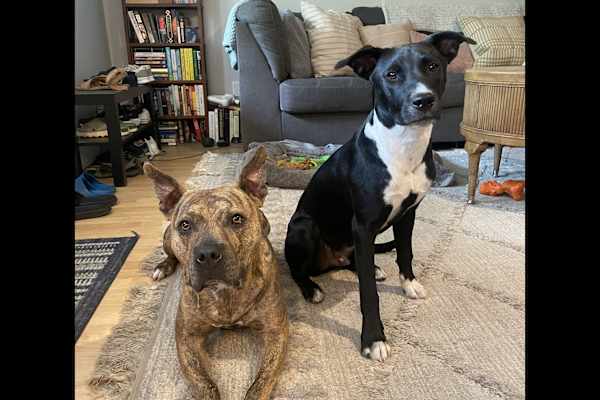 House sit in Boulder, CO, US