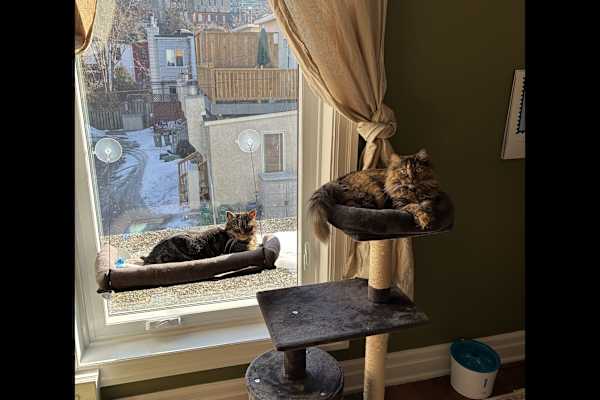 House sit in Ottawa, ON, Canada