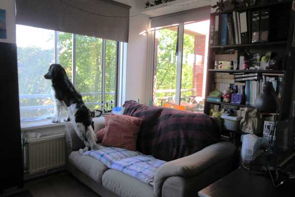 House sit in Groningen, Netherlands