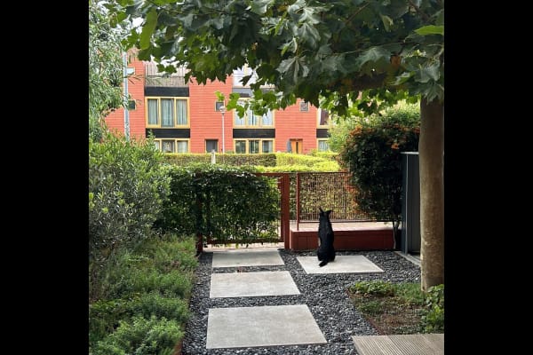 House sit in Haarlem, Netherlands