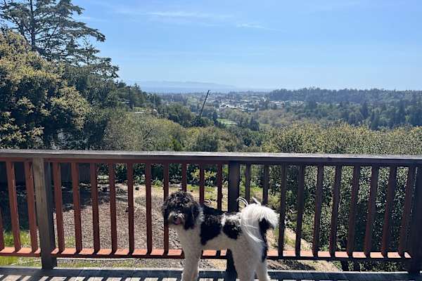 House sit in Santa Cruz, CA, US