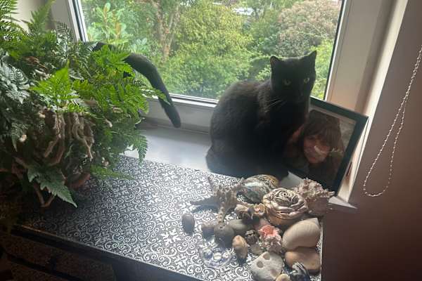 House sit in Canterbury, United Kingdom