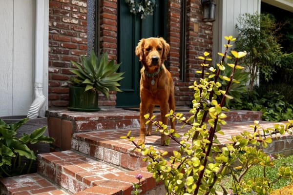 House sit in Ojai, CA, US