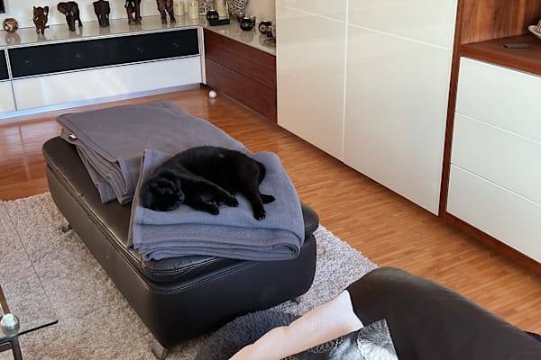 House sit in Achern, Germany