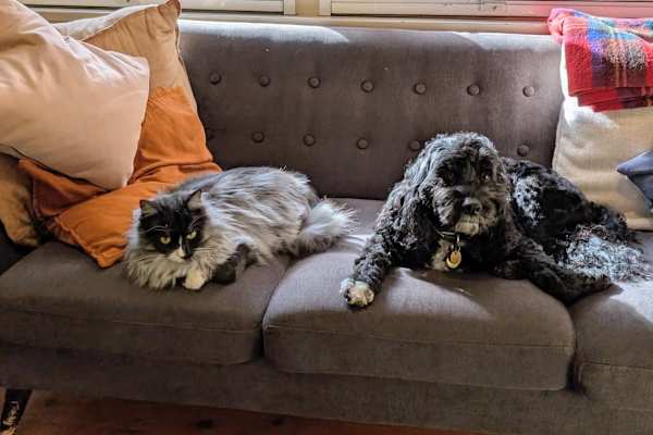 House sit in Sydney, NSW, Australia