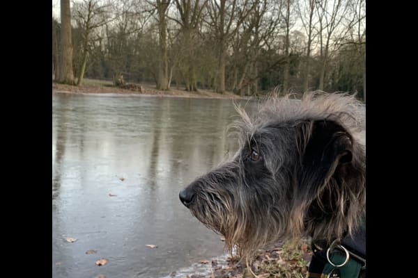 House sit in Peterborough, United Kingdom