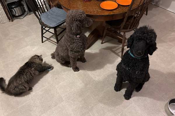 House sit in Northampton, MA, US