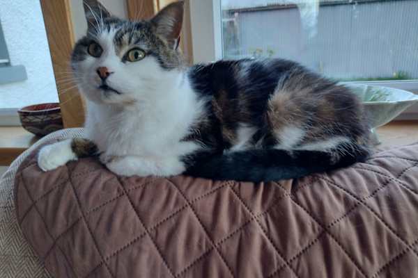 House sit in Coupar Angus, United Kingdom